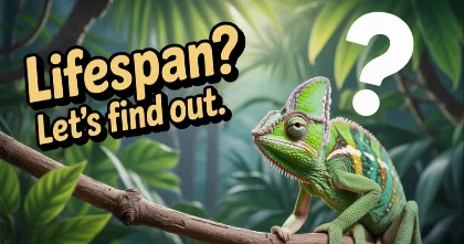 Green chameleon on a branch, lifespan guide