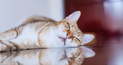 sleepy orange cat resting on floor lazy day vibe