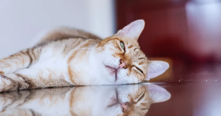 sleepy orange cat resting on floor lazy day vibe